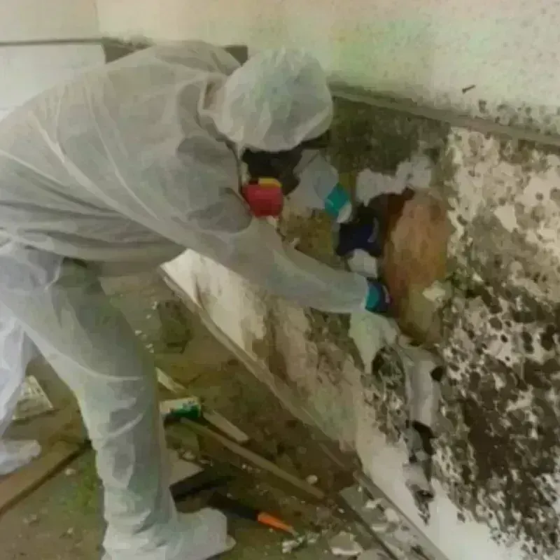 Mold Remediation and Removal in Clinton, NY